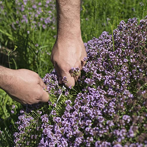 timo strisciante - da giardino roccioso giardino decorazioni da per esterni Aiuole rialzate per il roccioso: resistenti il pieno sole 1500semi