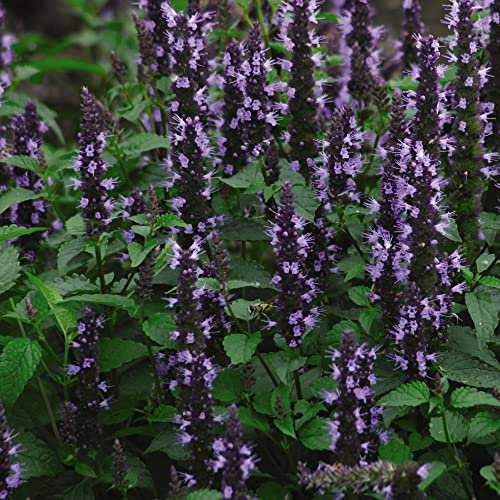 Agastache Seeds hybrida 'Astello Indigo' Half-Hardy Perennial Mint-Scented Blue Blooms Easy to Grow Your Own Outdoor Garden Flower Plants (Approx. 15 Seeds) by Thompson and Morgan