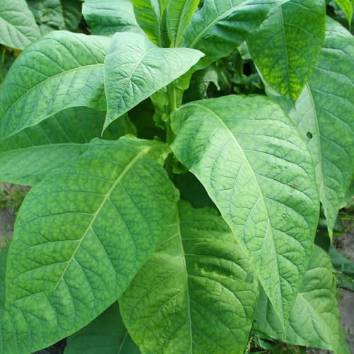 semi di tabacco, perenni Nicotiana tabacum, semi di medicinali da giardino selvatiche da balcone 600pcs