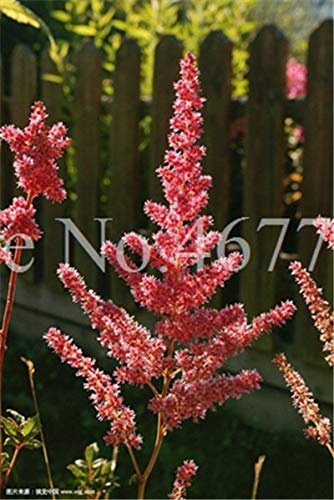 Semi di fiori di geranio fresco 10 pezzi Semillas por piantare rosso