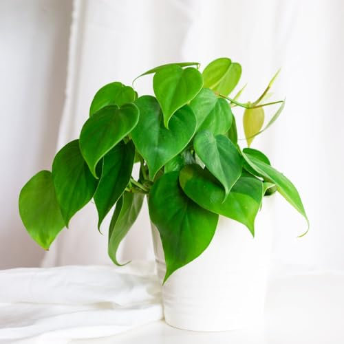Philodendron Scandens - Easy Care Heart-Shaped Leaf Hanging Plant, Ideal for Beginners, Air-Purifying Indoor Plant - 1x 11cm Potted Plant by Thompson & Morgan