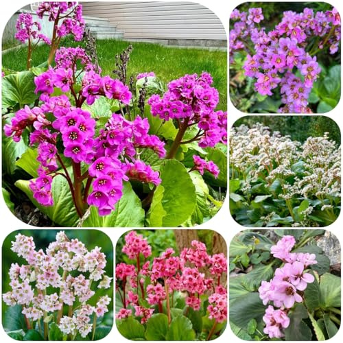 semi di bergenia - bergenia cordifolia - giardino tappezzanti, balcone da cucina da balcone, giardino 125pcs