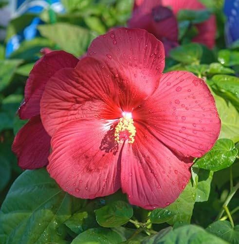 Staudeneibisch Summerific Summer in Paradise 30-40cm - Hibiscus moscheutos - lebende Gartenpflanze aus den Baumschulen