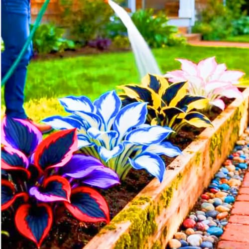 hosta rari Bellissimo Giardino Crescita Rapida Facile Da Mantenere-10bulbi-a