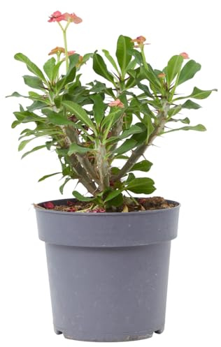 Verdecora Euphorbia Milii en maceta de Ø17cm | Corona de Cristo | Planta Suculenta con Floración Exótica | Ideal para Interiores y Exteriores
