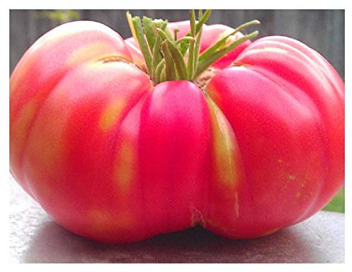 PREMIER SEEDS DIRECT Tomato - Brandywine Pink - 40 Seeds