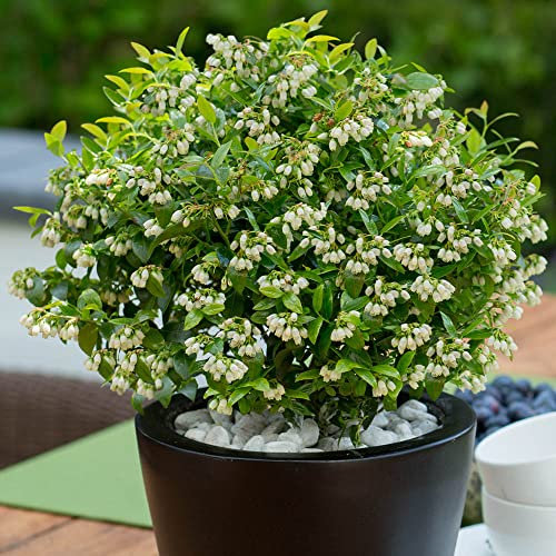 You Garden - 3 x Vaccinium (Blueberry Bush) Berrybux in a 10.5cm Pot