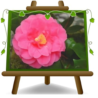 EURO PLANTS VIVAI Camelia Japonica Rosa G George Patton Pianta Ornamentale Vaso 22 cm - Altezza 60~80 cm