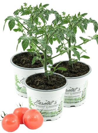 3er Set Tomate Berner Rose, Tomatenpflanze, frische Tomaten Pflanze