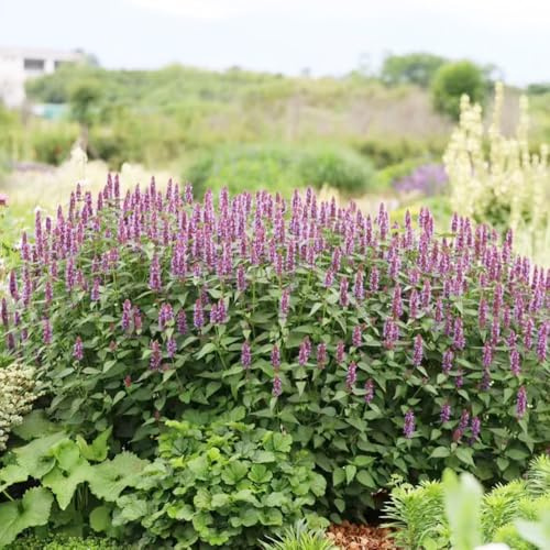 semi di ortica profumata - estivi resistenti giardini rocciosi aiuola rialzata primaverili decorazione aperto 250pcs