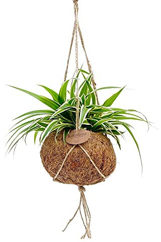 exotenherz Kokodama - Chlorophytum im Kokodama-Gefäß zum Hängen - Grünlilie - ca. 15cm