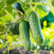 100 semi di cetriolo verde