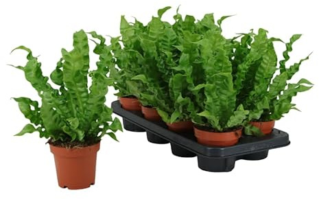 Asplenium Natural|DECOALIVE|Helecho Nido de Pajaro Planta Fácil de Cuidar
