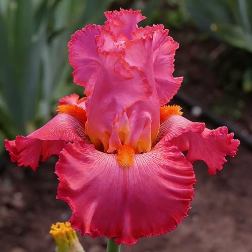 iris, iris - da giardino da interno sostenibili autunnali di precoci Coltivare giardino sul, 7bulbi