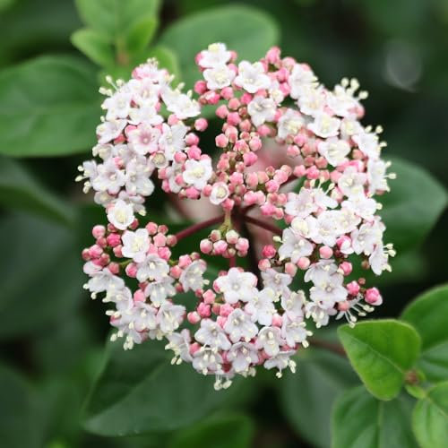 Plant Theory Eve Price Laurustinus Viburnum Tinus Shrub Plant 2L Pot