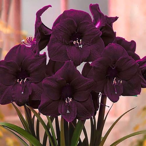 Seltene, Mysteriöse magische Glühbirne, Winterhart pflanzen, Lebende Pflanzen, Mehrjährige Blumenzwiebel ist winterhart,Exotisch, Blumenzwiebel Mix-1 Amaryllis Birne
