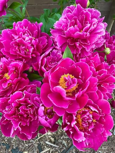 Raíces de Peonía, Arbustos Perennes Premium para Jardín-1 BULBO (Fucsia)