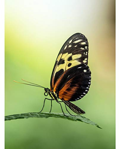 Artery8 Warby Numata Longwing Butterfly Nature Photo Premium Wall Art Canvas Print 18X24 Inch Guerra Mariposa Naturaleza Fotografía pared