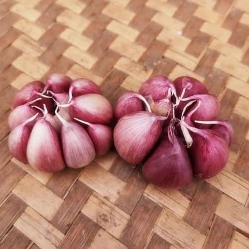 2knoblauch, pflanzknoblauch nachhaltige geschenke elefanten knoblauch balkonpflanzen, kräutergarten indoor bodendecker gartenkräuter