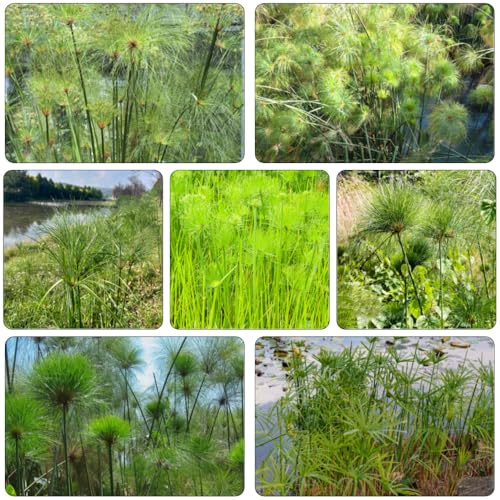 Cyperus papyrus - pflanztöpfe dekopflanzen büropflanzen hochbeett winterharte kübelpflanzen steingartenpflanzen hochbeet balkon topfpflanzen dachbegrünung bonzai grünpflanzen 450samen