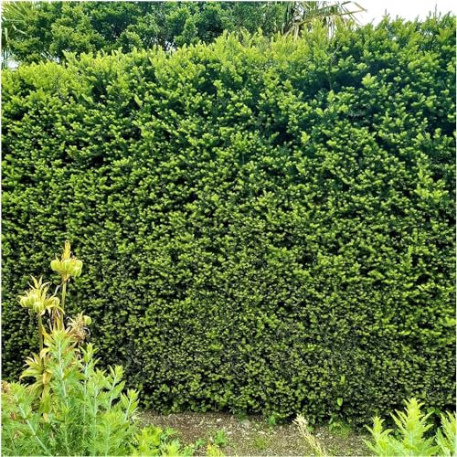 10 English Yew 30-40cm Hedging Plants,4yr Old Evergreen Hedge,Taxus Baccata Trees 3fatpigs®