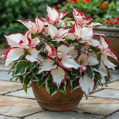 80 graines de plantes de caladium