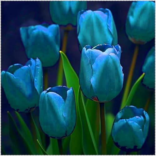 Duftende Tulpen – mehrjährig, selten, schön, winterhart, farbenfroh und ideal für Gärten und als Dekoration für das Zuhause.-3 rhizome-C