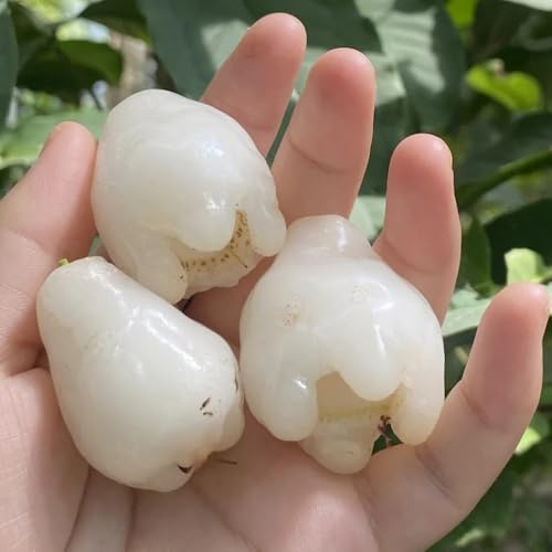 Semi di Syzygium samarangense giardino resistente decorazione soggiorno fresca, resistenti per balconi da colonnari biologici, 40pcs