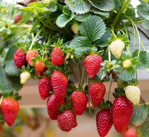 Strawberry Fresca Seeds Trailing for Hanging Baskets