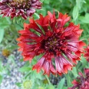 Semi Gaillardia Sundance Fleur Rouge (Gaillardia pulchella) 200 + Semi