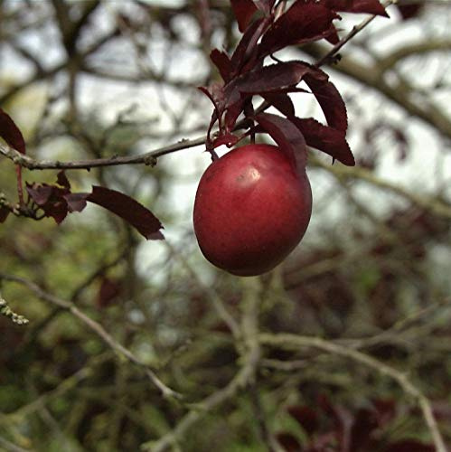 Großfrüchtige Blutpflaume 100-125cm - Prunus Trailblazer - lebende Gartenpflanze aus den Baumschulen