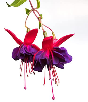 Fuchsia Plants, 'Tom Thumb', 2 x Full Plants in 1 Litre Pots, Fuchsias, Garden Fuchsia, Garden Ready and Ready to Plant, Premium Quality Perennials