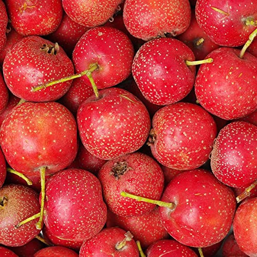 Weißdorn, säulenobstbäume gartenarbeit geschenk obstpflanzen obstgarten seltene steingartenpflanzen obstbäume kaufen alte sorten balkonpflanzen sträucher garten säulenobst 80Samen