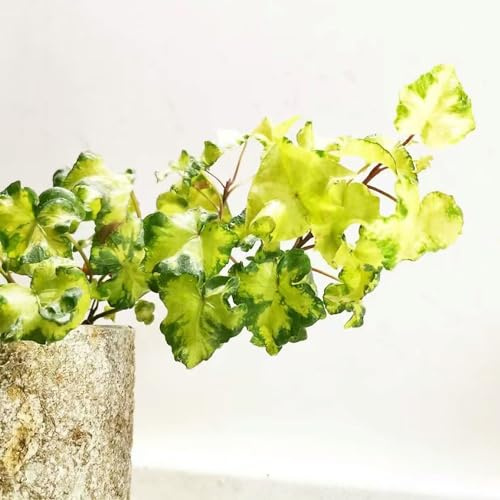 interno pothos Decorazioni giardino per esterni, decorative edera d'appartamento purificatrici d'aria rampicanti resistenti bonsai rampicanti balcone 100semi
