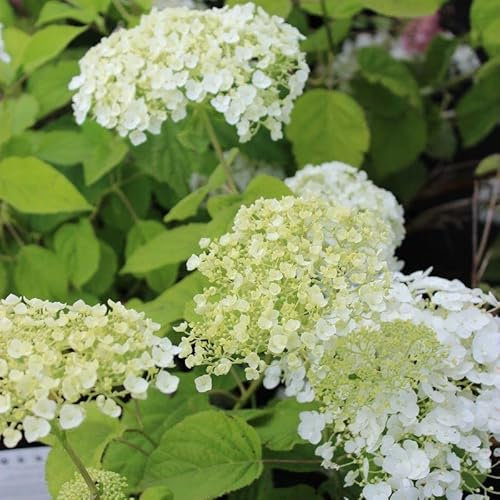 Hortensie 'Strong Annabelle' - Hydrangea arborescens 'Strong Annabelle'® PW - 30-50 cm Topf