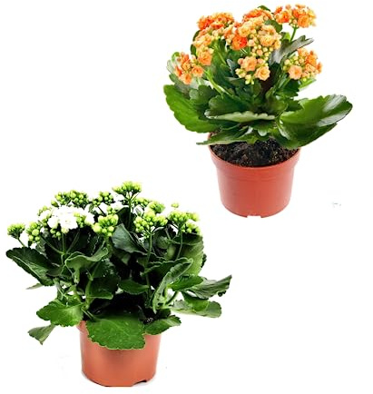 Pack DOS Unidades de Planta Suculenta de Kalanchoe Calandiva Natural - Flores Pequeñas de Colores