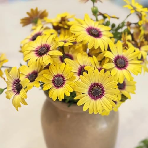 semillas de margarita del Cabo - balcón jardín raras 300pcs