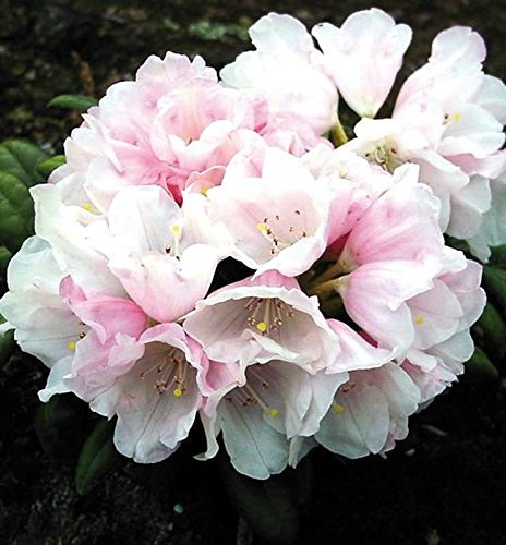 Rhododendron Edelweiß 25-30cm - Alpenrose - lebende Gartenpflanze aus den Baumschulen