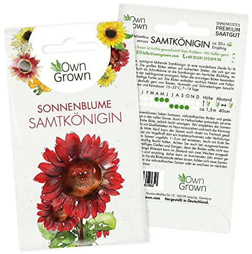 Sonnenblumen Saatgut für rote Sonnenblume Sorte Samtkönigin (Helianthus annuus), Premium Sonnenblumen Samen, Sonnenblume Saat zur Anzucht von ca. 20 Pflanzen, Blumensamen von OwnGrown