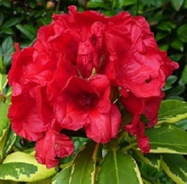 Rhododendron 'Red and Gold' Variegated Shrub, Evergreen Foliage, Year-Round Colour, 1X 7 Litre Pots by Thompson and Morgan