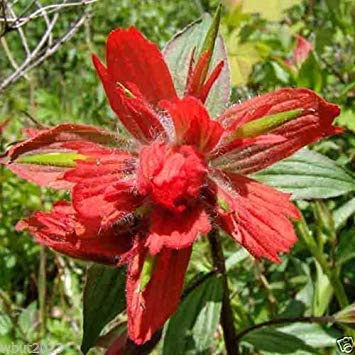 Giant Red Indian Paintbrush Seeds,Castilleja Miniata,Deep red usual color(30 Seeds)