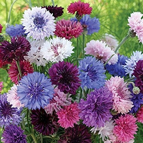 Dirt Goddess Super Seeds Cornflower/Bachelor Button Seeds - Tall Mix Centaurea Cyanus (1/4 Lb) 22,500 Seeds - Non-GMO, Heirloom, Annual, 28-36 Inches, 250-500 Sq Ft Coverage