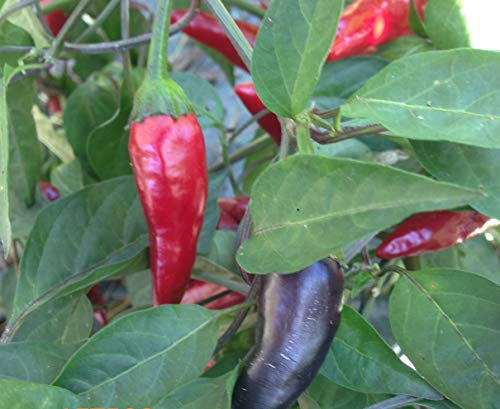 SEMI PEPERONCINO-90 SEMI-!!!!!! CHILE DE ARBOL RED-CHILE MORITA-HABANERO YELLOW-PIMENTA MALAGUETA-URFA BIBER-BISHOP CROWN-AZTECO CAYENNA PURPLE-PETER RED