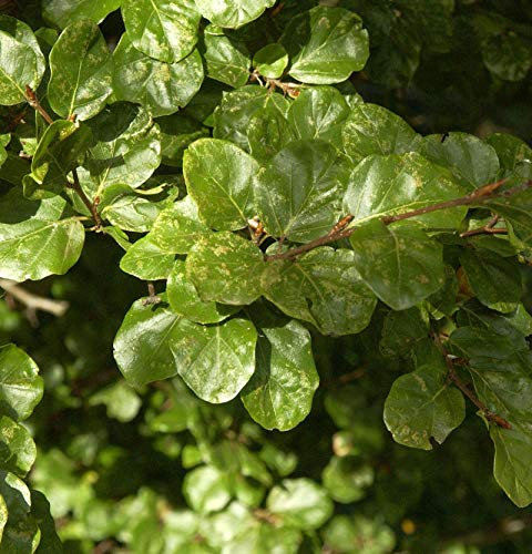 Säulen Rotbuche Cockleshell 80-100cm - Fagus sylvatica - lebende Gartenpflanze aus den Baumschulen