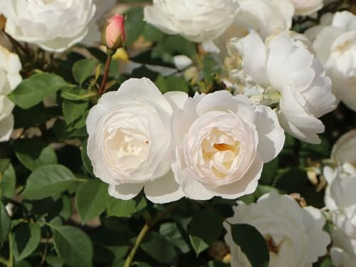 Englische Rose  Desdemona ® (Container)