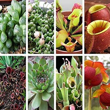 plante carnivore pourpre plante carnivore rouge graines de fleurs purifient l'air attrapent les insectes Paquet de 100 graines