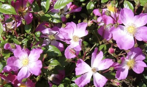 Scented Carpet - Ground Cover Rose - Bare Root