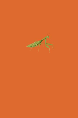 Praying Mantis: 6 x 9, 120 Pages, Lined, Writing Journal