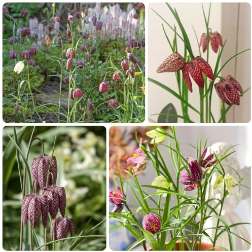 Bulbi di giglio a scacchi - giardino farfalle esotiche perenni Bulbi di Fritillaria, bulbi di regali per gli amanti del giardino regali 10pcs