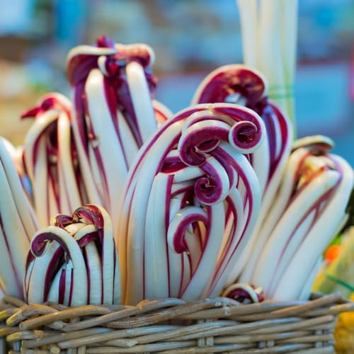 semi di cicoria rustica - radicchio biologico, regali sostenibili, vecchi di freschi di radicchio di cicoria, antiche varietà, 100pcs